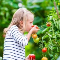 Les écoles, un lieu privilégié pour encourager la consommation des fruits et légumes