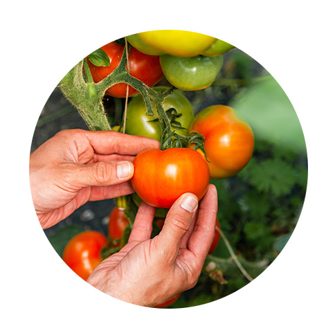 cueillette tomate cerises mains potager