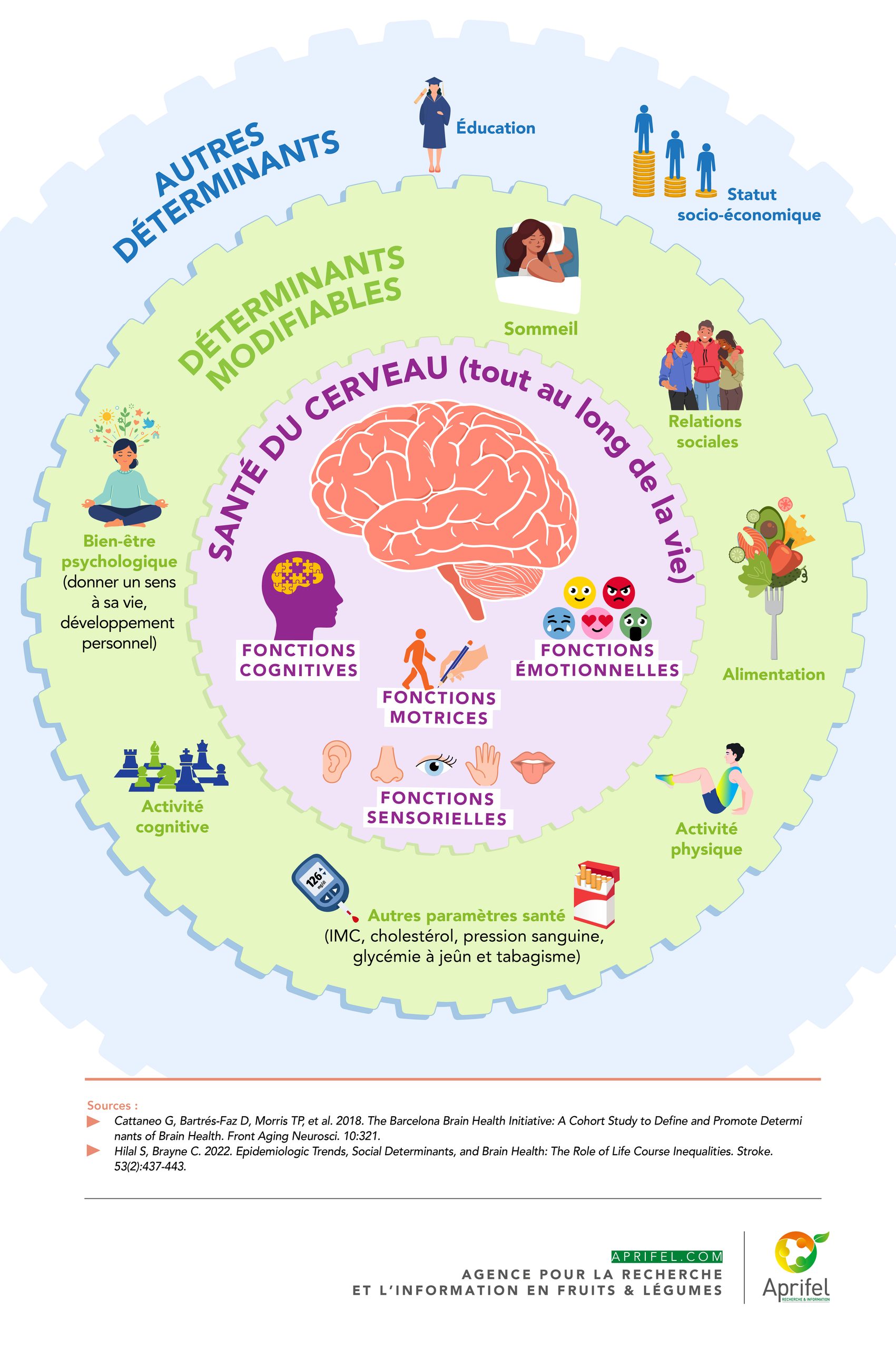 Infographie La santé du cerveau au coeur d'une interaction complexe entre facteurs biologiques, environnementaux et sociaux Aprifel